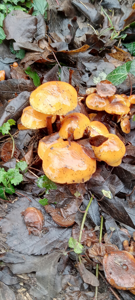 Damp loving fungi  by 365projectorgjoworboys
