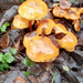 Damp loving fungi  by 365projectorgjoworboys