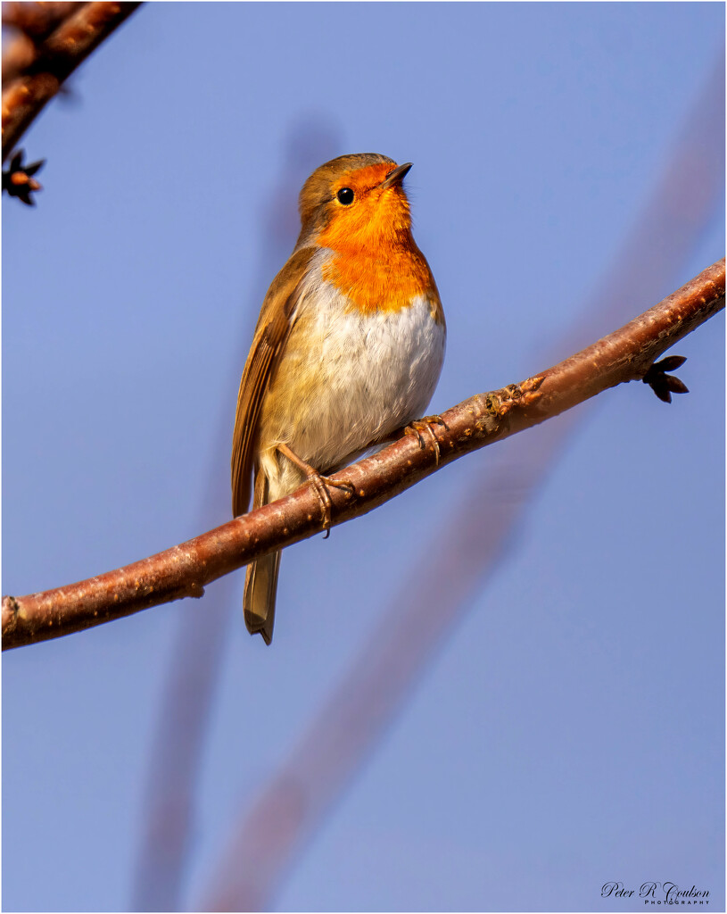 Robin High Up by pcoulson
