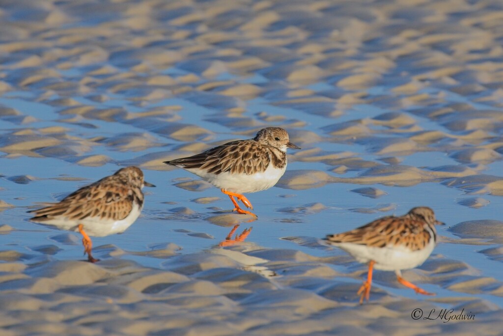 LHG_2329 Ruddy Turnstones  by rontu