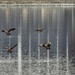 4geese by amyk