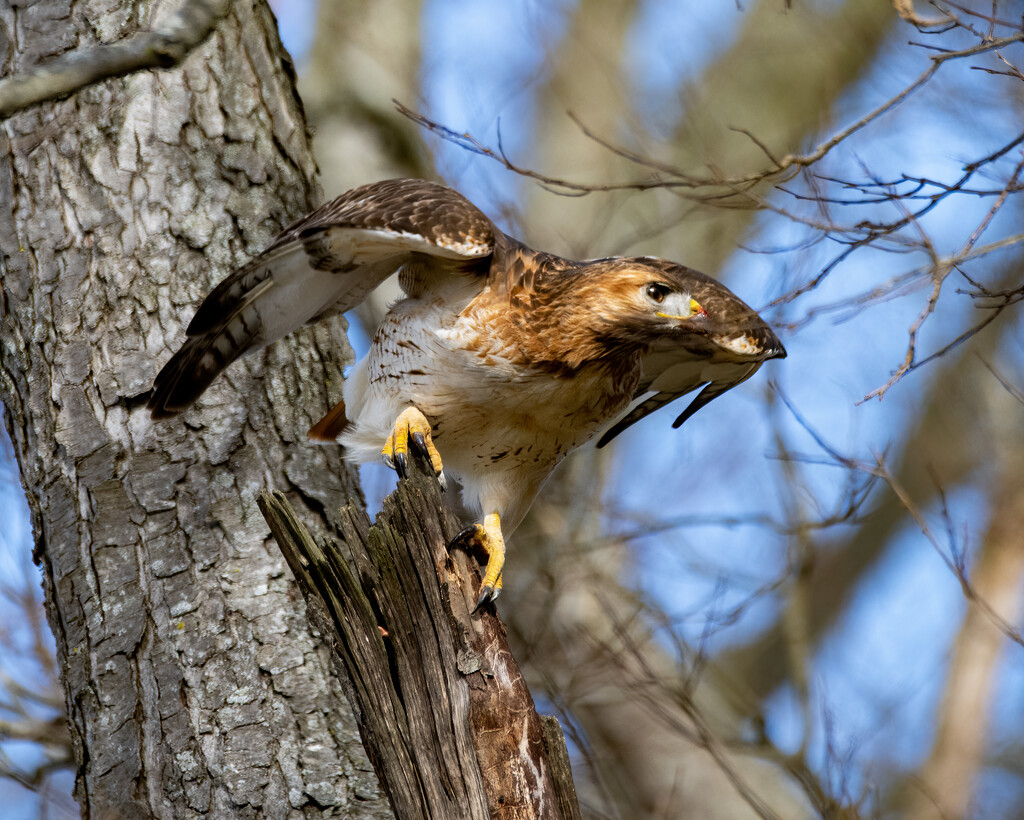 Red-Tailed Hawk by cwbill
