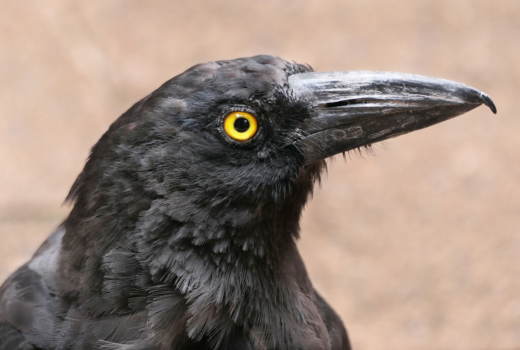 Mr Currawong by onewing