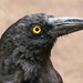 Mr Currawong by onewing