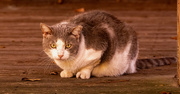 5th Jan 2024 - Another of the Feral Cats!