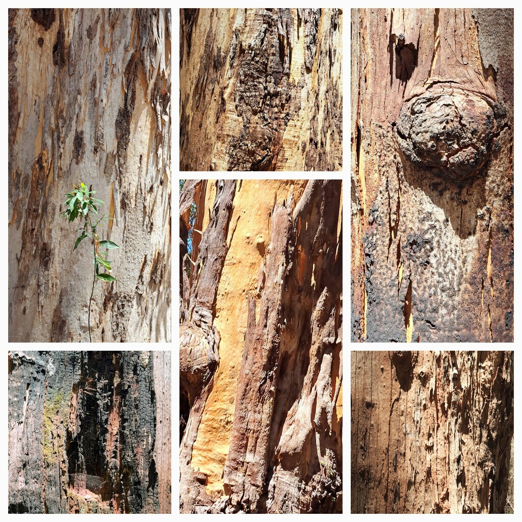 Pemberton bark patterns. by judithdeacon