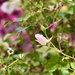 Little Pink Roses by gardenfolk