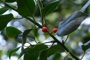 5th Jan 2024 - Holly berries..........