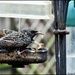 They love the mealworms by rosiekind