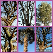 6th Jan 2024 - Beautiful neighbourhood trees on a cold frosty sunny Saturday. 