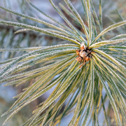 6th Jan 2024 - Frosty pine needles