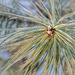 Frosty pine needles by helstor365