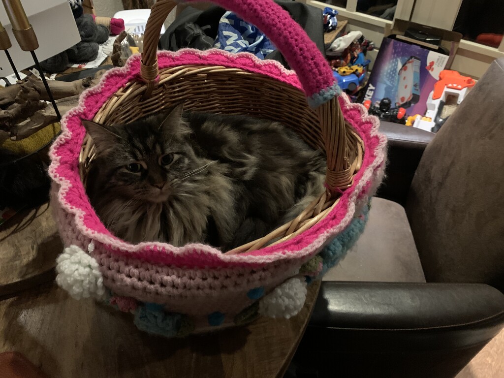 Luna in a basket. by mamamarielle