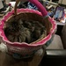 Luna in a basket. by mamamarielle