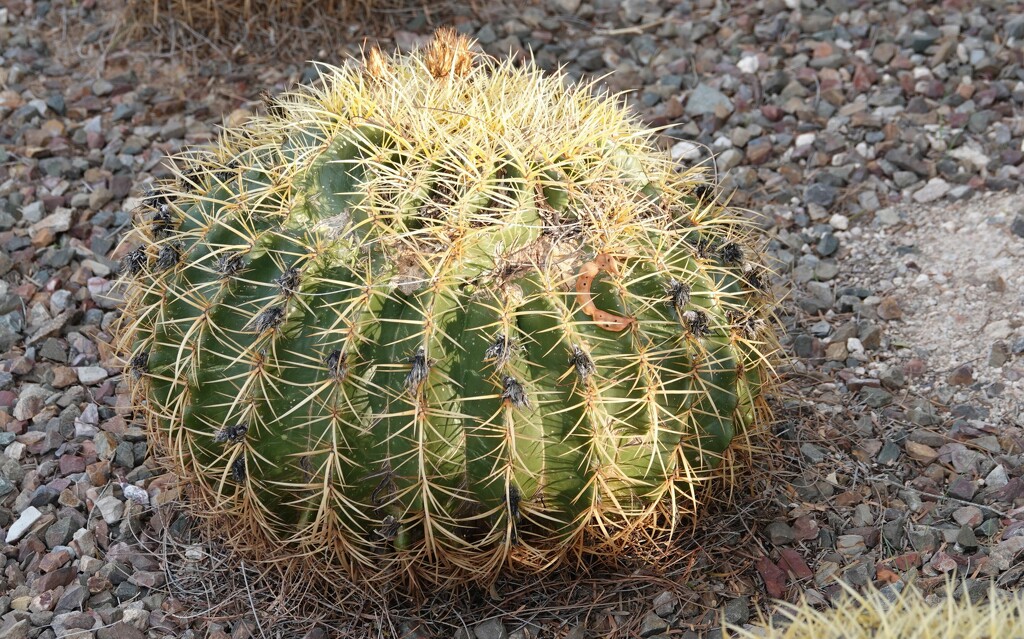 1 5 Barrel Cactus by sandlily