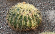 5th Jan 2024 - 1 5 Barrel Cactus