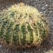 1 5 Barrel Cactus by sandlily