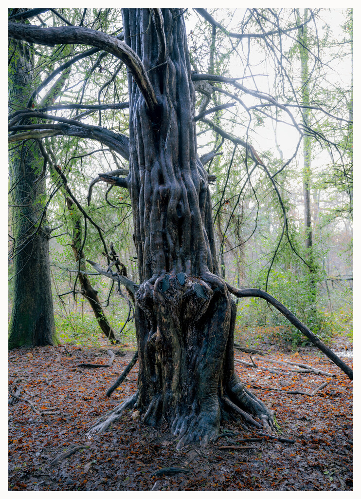 Creepy Tree by paulwbaker