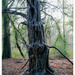 Creepy Tree by paulwbaker