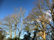 6th Jan 2024 - At Last - Sunshine and Blue Sky 