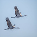 Sandhill Cranes  by nicoleweg