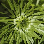 11th Apr 2023 - Tiny Orange Sensation® Asiatic Lily