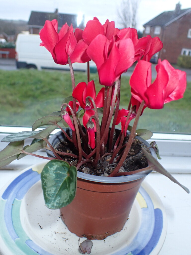 Red cyclamen by speedwell