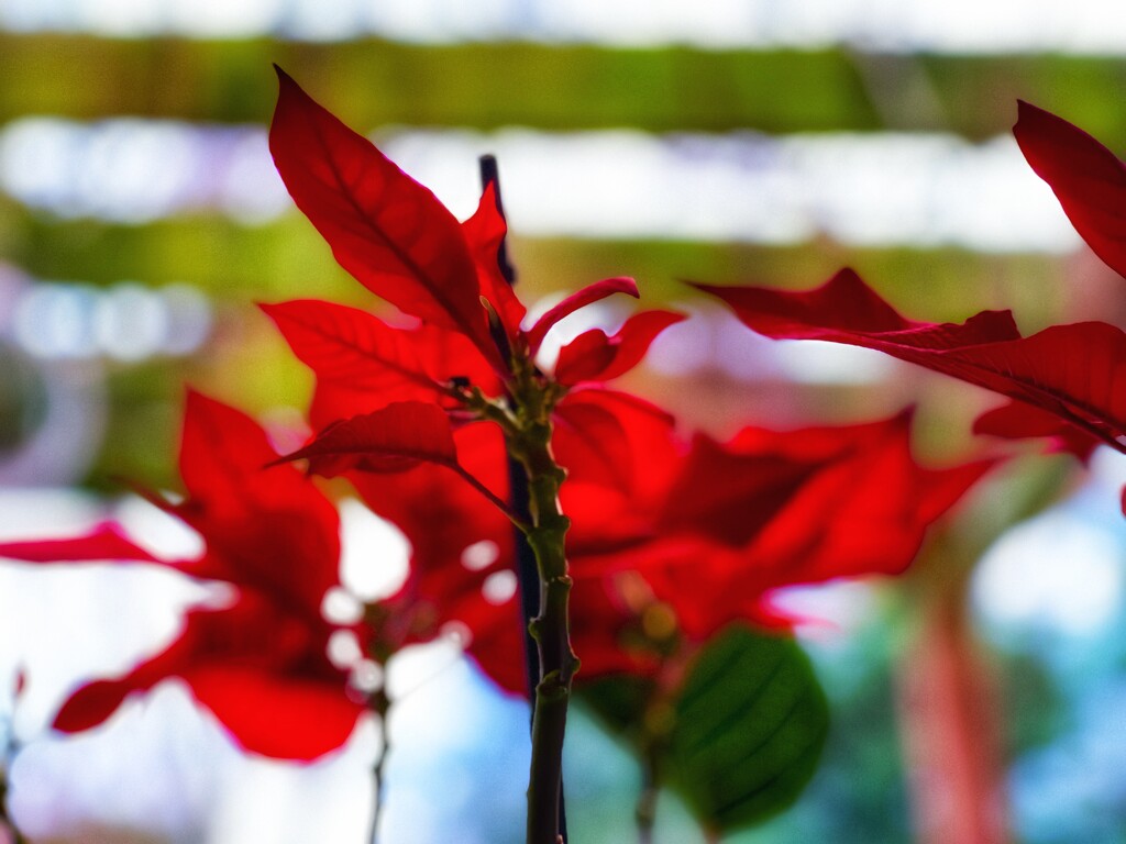 Last remains of my Poinsettia  by rensala