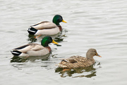 5th Jan 2024 - Duck Duck Duck