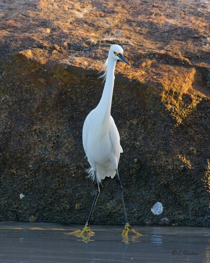 LHG_2567 Snowy Egret at Hugenot jetty by rontu