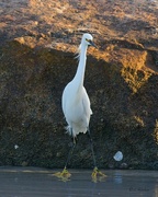 6th Jan 2024 - LHG_2567 Snowy Egret at Hugenot jetty