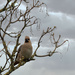 6 - Waxwing by marshwader