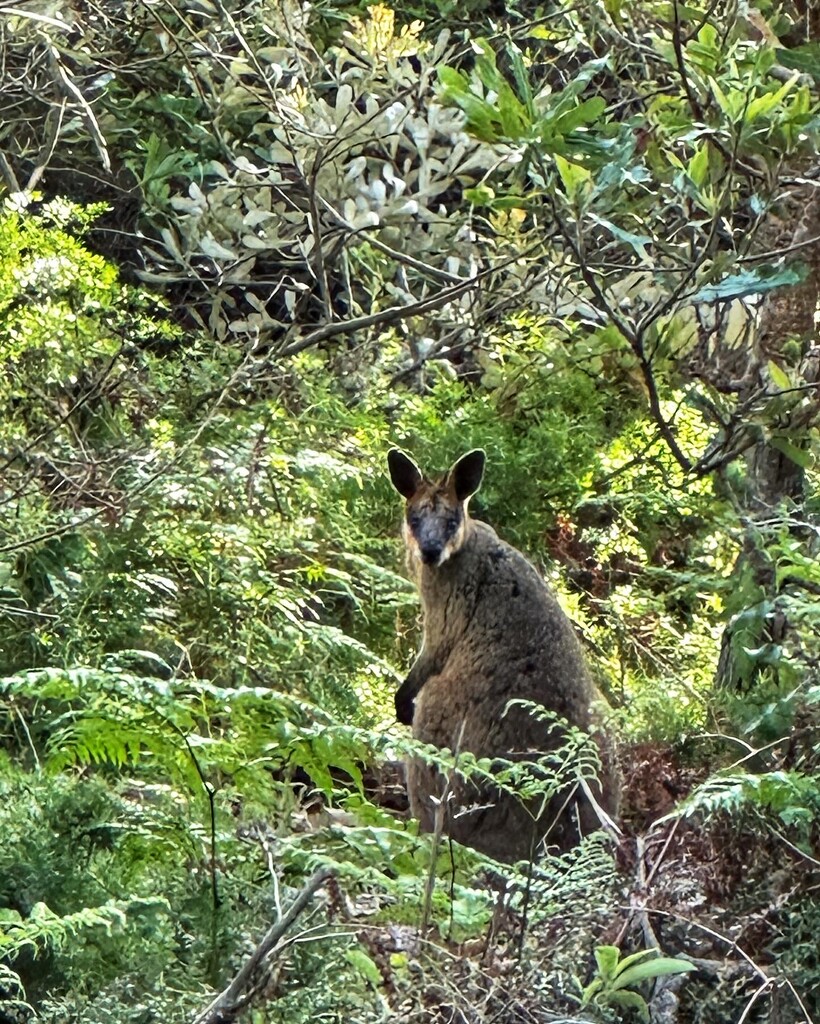 Swamp Wallaby by corymbia