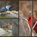 Birds of Riverside by ljmanning