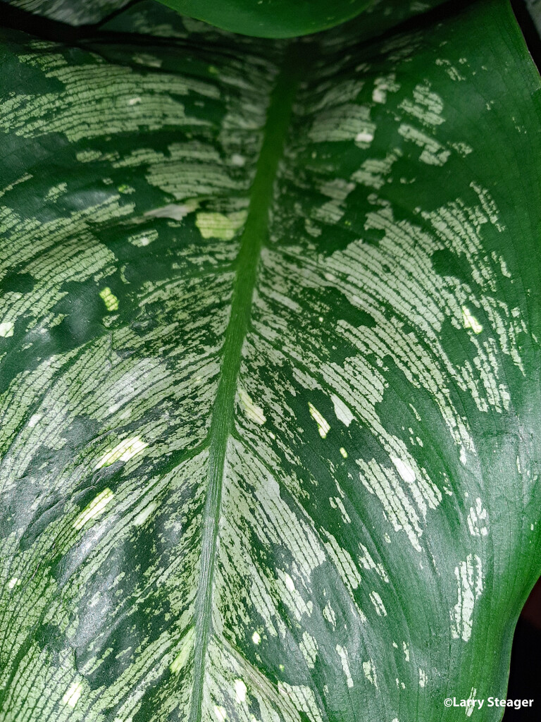 Leaf pattern by larrysphotos