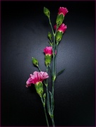 4th Dec 2023 - Joyful Carnations