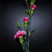Joyful Carnations by olivetreeann
