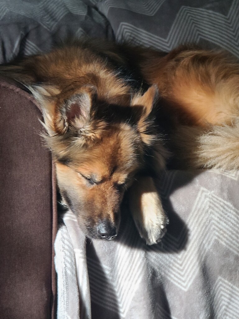 Aspen napping on the couch in the sun by danjh