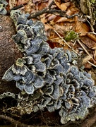 6th Jan 2024 - Butterfly Mushrooms