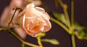 6th Jan 2024 - Rose Bloom!