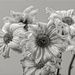 Daisies by lstasel
