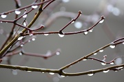 1st Feb 2011 - “Raindrops are fallin’ on my head…”