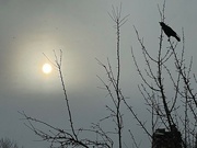 6th Jan 2024 - Black Crow in the Tree Top