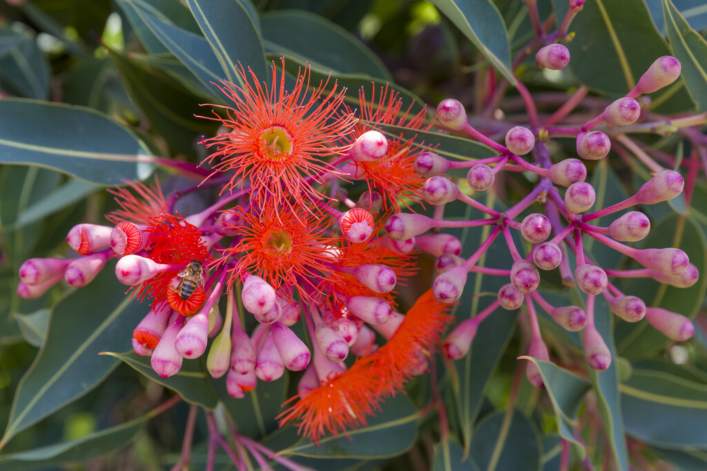 Corymbia by briaan