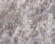 6th Jan 2024 - frosted grasses