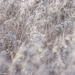 frosted grasses by aecasey