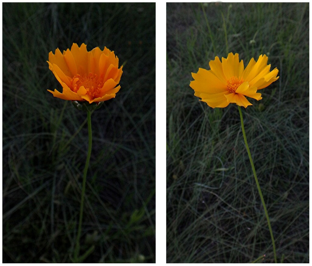 Same flowers, same place, same pov, same time... by robz