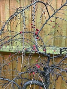 6th Jan 2024 - Pyracantha in January.....