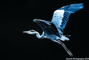 7th Jan 2024 - Heron in flight