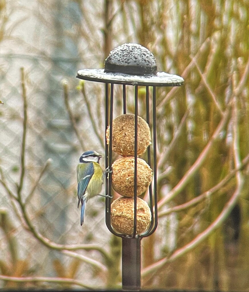 Blue tit at feeding station by neule